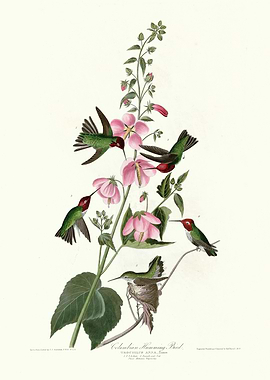 Columbian Humming Bird