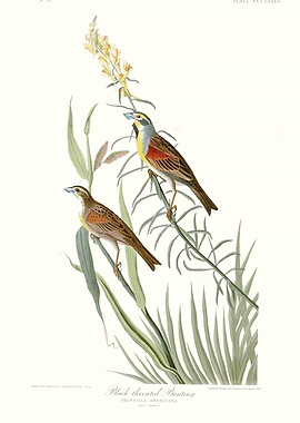 Black Throated Bunting