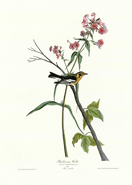 Black throated Blue Warbl