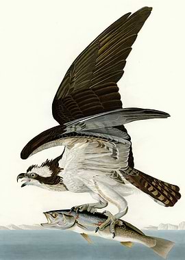 Fish Hawk or Osprey