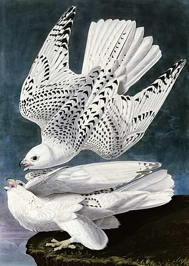 Iceland or Jer Falcon