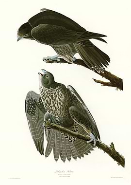 Labrador Falcon