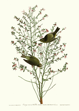 Orange crowned Warbler