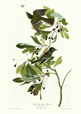 Small Green Crested Flyca