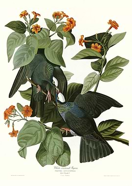 White crowned Pigeon