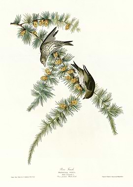 Pine Finch