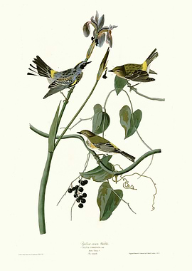 Yellow crown Warbler