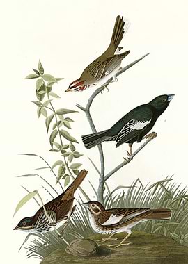 I Lark Finch Prairie