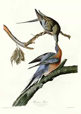Passenger Pigeon