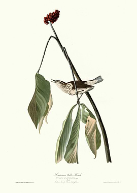 Louisiana Water Thrush