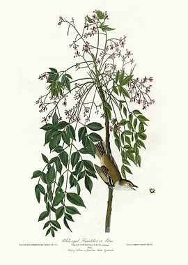 White eyed Flycatcher or