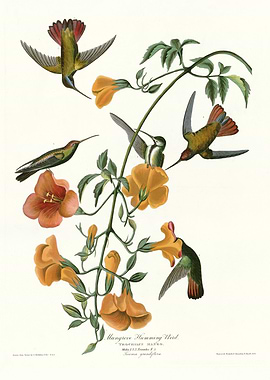 Mangrove Humming Bird