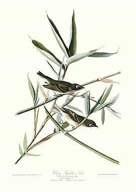 Solitary Flycatcher or Vi