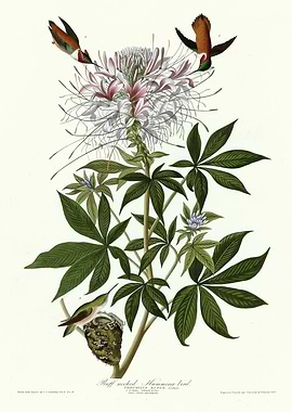 Ruff necked Humming bird