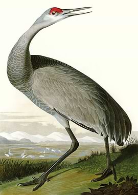 Hooping Crane