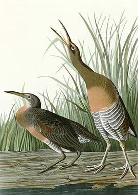 Salt Water Marsh Hen