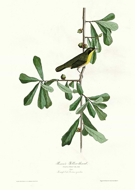 Roscoes Yellow throat