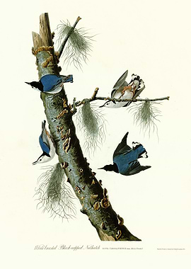 White breasted Black capp