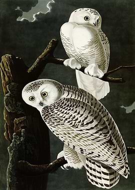Snowy Owl