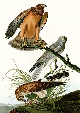 Marsh Hawk
