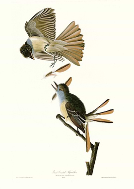 Great Crested Flycatcher