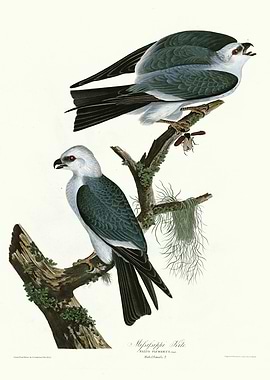 Mississippi Kite