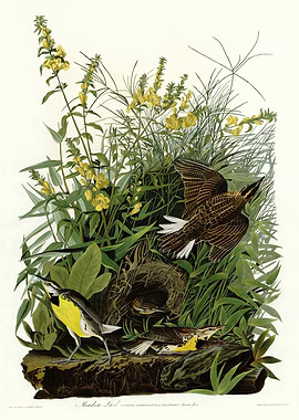 Meadow Lark