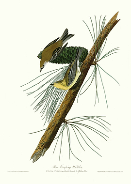 Pine Creeping Warbler