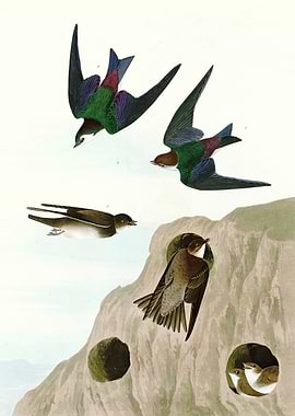 I Bank Swallow Viole