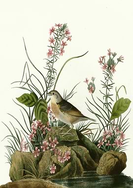 Yellow winged Sparrow