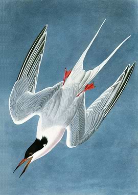 Roseate Tern