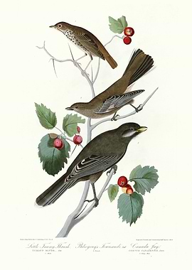 I Little Tawny Thrush