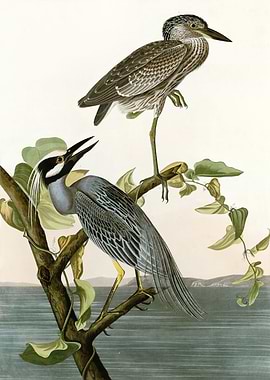Yellow Crowned Heron
