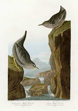 I Columbian Water Ouzel