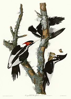 Ivory billed Woodpecker