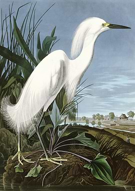Snowy Heron or White Egre