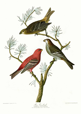 Pine Grosbeak
