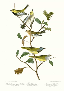 I Black throated green W