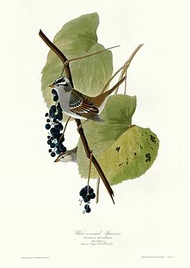 White crowned Sparrow