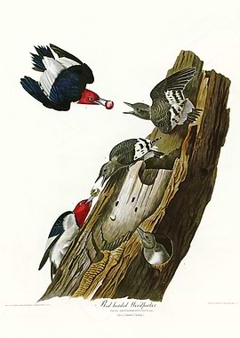Red headed Woodpecker