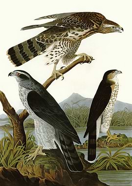 I Goshawk Stanley Ha