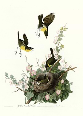 Yellow breasted Chat