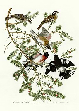 Rose breasted Grosbeak