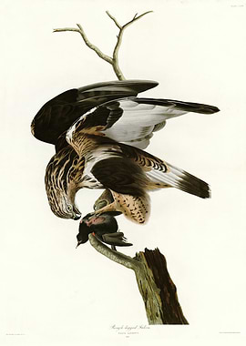 166 Rough legged Falcon