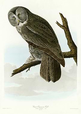 Great Cinereous Owl