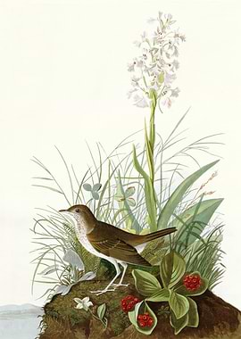 Tawny Thrush