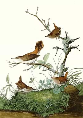 I Winter Wren Rock W