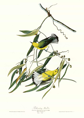 Prothonotary Warbler