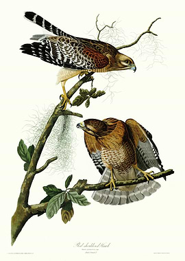 Red shouldered Hawk