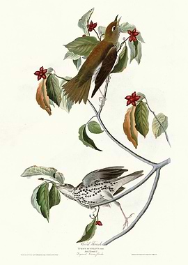 Wood Thrush